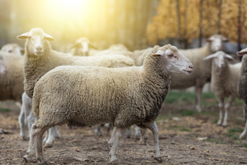 Naklejka na ściany i meble Sheep herd on the farm