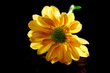 orange chrysanthemum