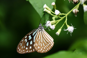 Fototapeta na wymiar Dark Blue Tiger Butterfly (Tirumala septentrionis)