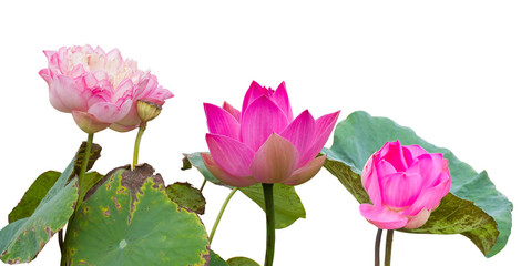 Three pink lotus flowers wilt.
