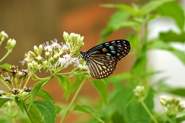 Dark Blue Tiger Butterfly (Tirumala septentrionis)