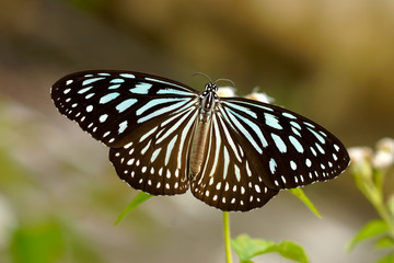 Dark Blue Tiger Butterfly (Tirumala septentrionis)