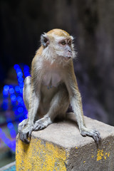 Monkey in Ramayana cave in Batu Caves complex,  Malaysia