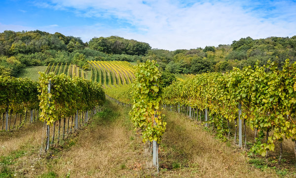 Weingarten im Burgenland bei Donnerskirchen