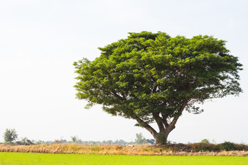 Fototapeta na wymiar Rain tree sprawling green rice.