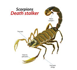 Scorpion death stalker vector on a white background