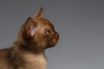 Closeup portrait of Burmese kitten in Profile on Gray