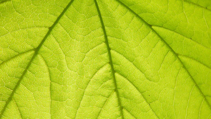 Plakat leaf