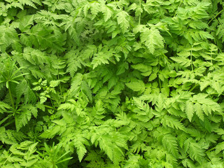 green leaves