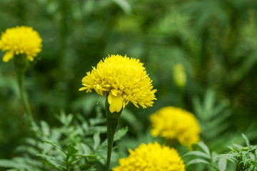 the yellow marigold