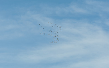 Flock of Common Crane, Grus grus, flying over La Mancha, Spain, during their winter migration. It is the only crane commonly found in Europe besides the Demoiselle Crane