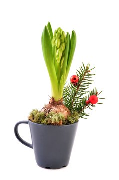 Weihnachtsblume Images – Browse 146 Stock Photos, Vectors, and Video