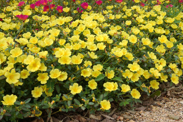 Obraz premium Portulaca flowers at the garden.