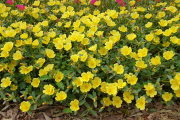 Portulaca flowers at the garden.