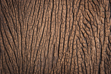 old wood background