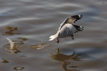 Birds masses