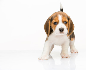 Fototapeta na wymiar Beagle puppy on white background