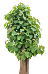 Big leaf green tree isolated (Teak)