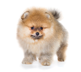 Obraz premium Pomeranian puppy isolated on a white background