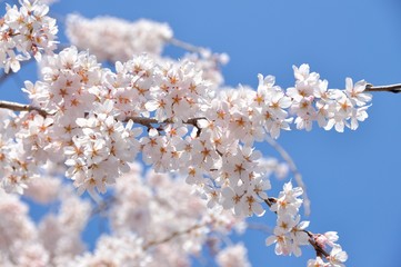 Cherry blossom branch in front of blue sky