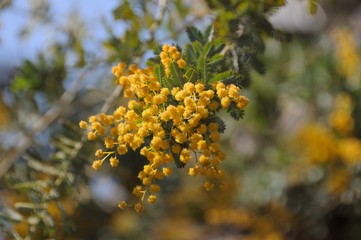 yellow flowers branch