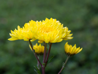 黄色の菊の花