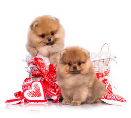  Spitz dogs