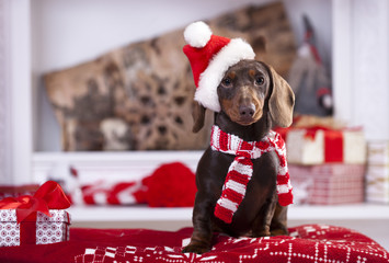 Christmas wreath on neck dachshund puppy