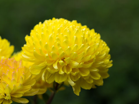 Fototapeta 美しい黄色の菊花