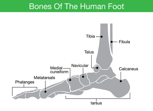 Illustration about bones of the human foot which it was blue tone color and have describe to name of all bone