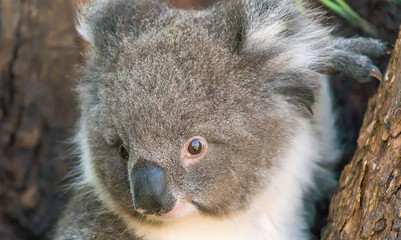 Koala in Cape Otway, Great Ocean Road, Victoria, Australia