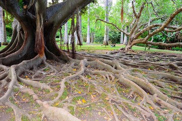 Tree root in the park