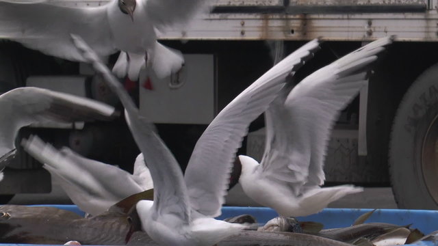 black headed gulls feeding on fish catch, shot in iceland