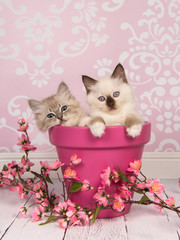 Two cute rag doll baby cats in a pink flower pot on a pink background