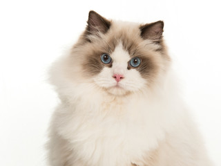 Pretty rag doll cat portrait isolated on a white background