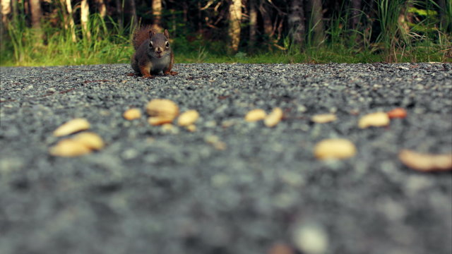 Squirrel Eating Peanuts on the Ground Close-up