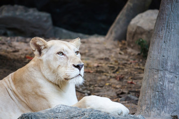 Female Lion on the lookout