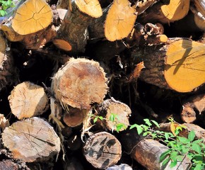 Wood logs ready for the fireplace.