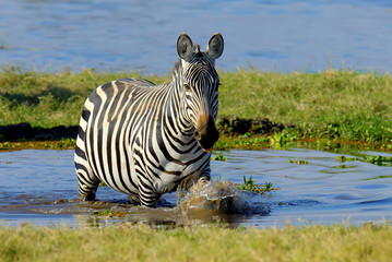 Naklejka na ściany i meble Zebra in National park of Kenya