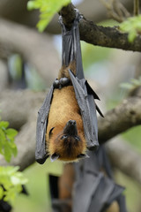 Flying fox