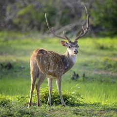 Wild Spotted deer