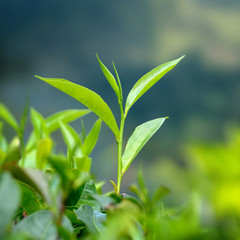 Fototapeta na wymiar Tea leaves