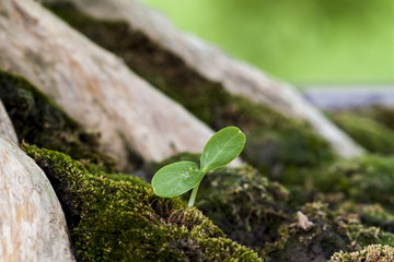  sapling in the green moss