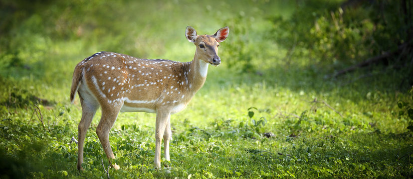 Wild Spotted Deer