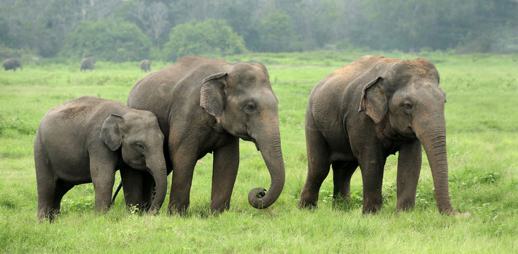 Fototapeta Elephants
