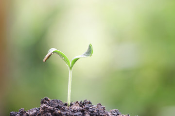Growing pumpkin plant 
