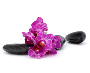 Fototapeta premium Zen pebbles and orchid flower. Stone spa and healthcare concept.