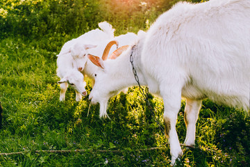 Fototapeta premium Mother and kid goats on a green lawn at summer