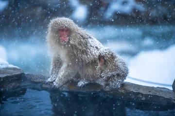 Photo sur Plexiglas Singe Singe dans un onsen naturel (source chaude), situé à Snow Monkey, Nagono au Japon.
