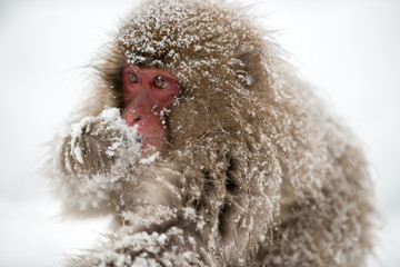 Monkey in a natural onsen (hot spring), located in Snow Monkey, Nagono Japan.